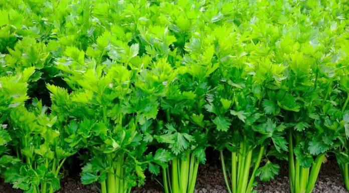 Ese koko Celeri zitera uburemba ku bagabo ! – Igisubizo cy’inzobere mu mirire